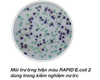 Môi trường hiện màu RAPID'E.coli 2 Agar dùng trong kiểm nghiệm nước